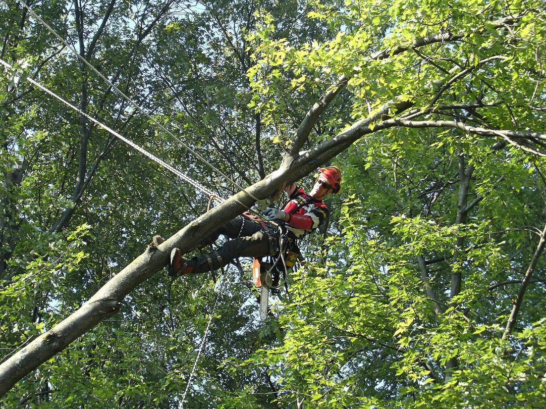 Tree Pros, Inc. work photo
