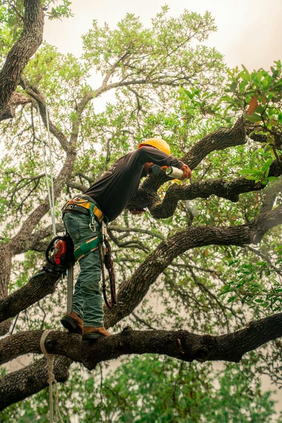 Climber pruning a limb with a chainsaw