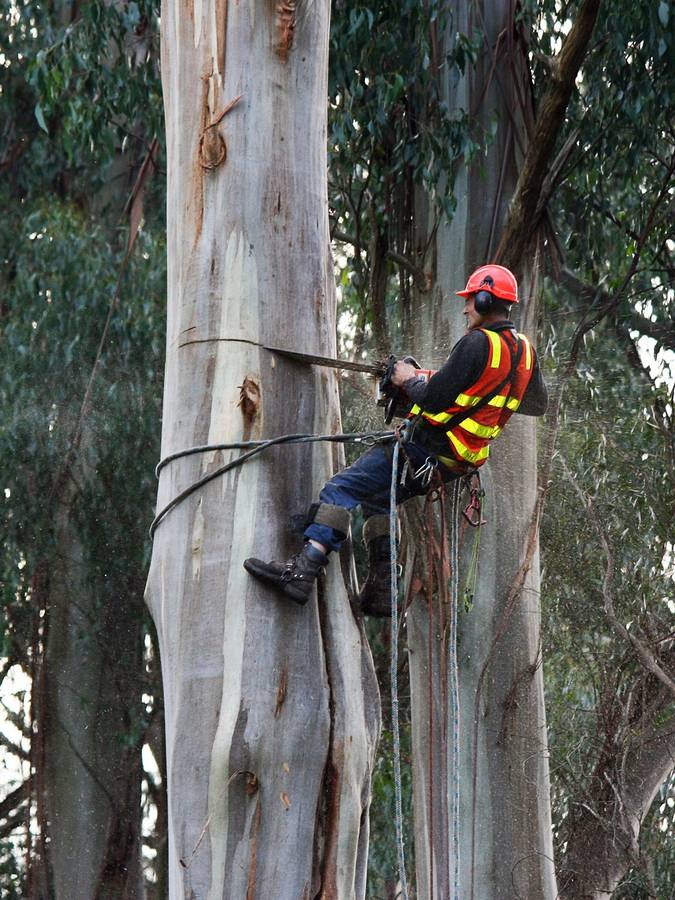 Climber notching a large trunk