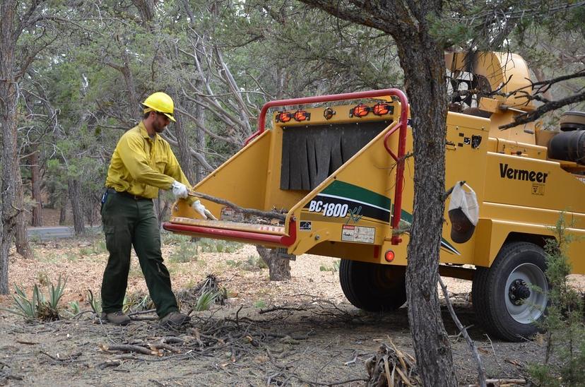 Worker feeding branches into a wood chipper