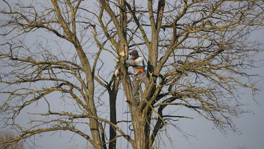 Climber working in a bare mature tree