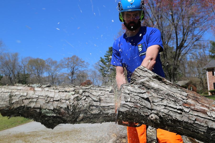 Ground crew bucking a felled log